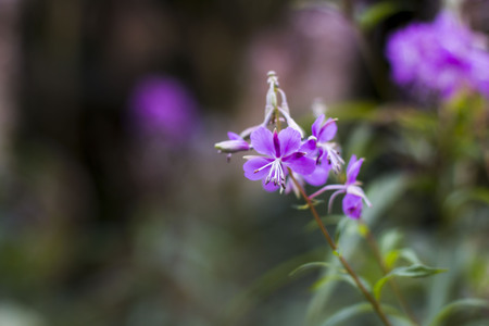 Beautiful nice flower in a good day