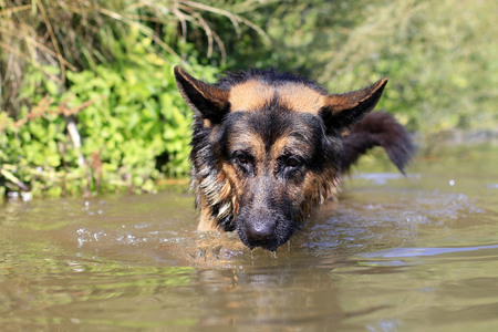 Dog german shepherd catches fish in waterの写真素材
