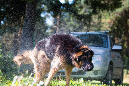 Wet dog shakes off in a summer dayの写真素材