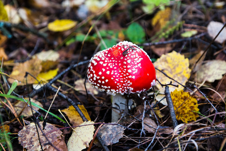 Mushroom in the grass in a good day