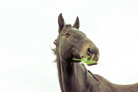 Big horse outdoors in an autumn dayの写真素材