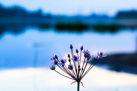 Beautiful nice flower near lake in a good eveningの写真素材