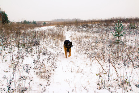 Field full of snow and trees background in winter dayの写真素材