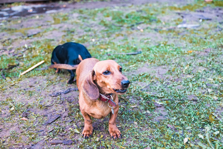 Small dog Dachshund outdoors in an autumn dayの写真素材