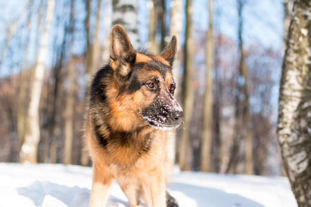 Dog german shepherd in a park in a winter day