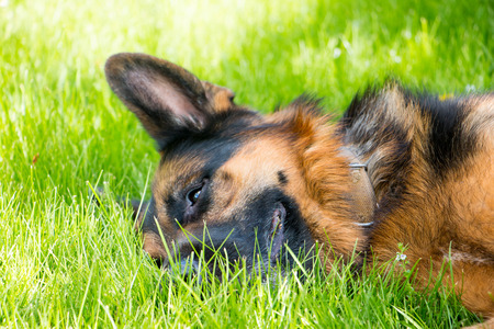 Dog german shepherd on the grass in a summer dayの写真素材