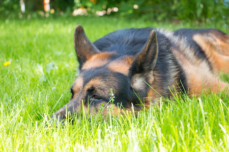 Dog german shepherd on the grass in a summer dayの写真素材