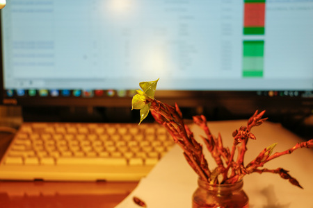 Young leaves and buds on a tree branchの写真素材