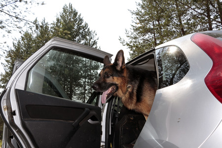 German shepherd dog is in a car in summer dayの写真素材