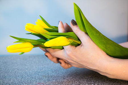 Nice yellow flower tulips in the hand of a girlの写真素材