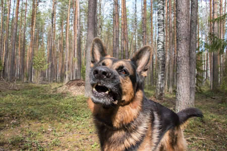 Dog german shepherd in the forest in a nice dayの写真素材