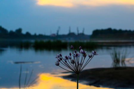 Beautiful nice flower near lake in a good eveningの写真素材
