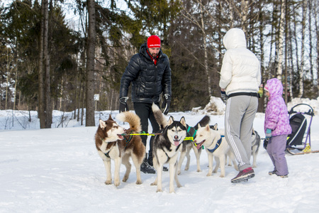 Kirov, Russia - March 13, 2016: People and dogs during the celebration of the end of winter named Maslenitsa in village Shichovo near Kirov city in 2016のeditorial素材