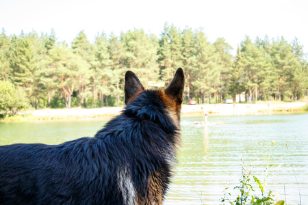 Dog german shepherd looks forward on the coast of the lakeの写真素材