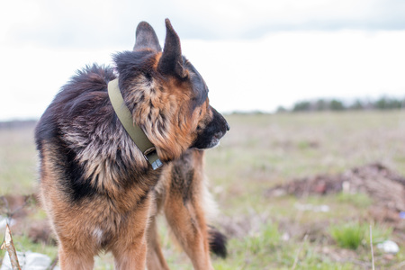 German shepherd dog in sunny day on fieldの写真素材