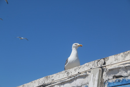 Seagull in sea port in a summer dayの写真素材