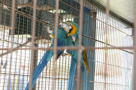 Bright parrots in a cage at the zooの写真素材