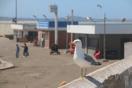 Seagull in sea port in a summer dayの写真素材