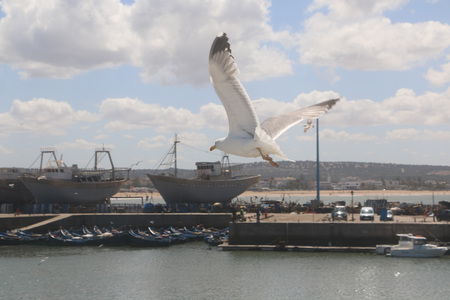 Seagull in sea port in a summer dayの写真素材