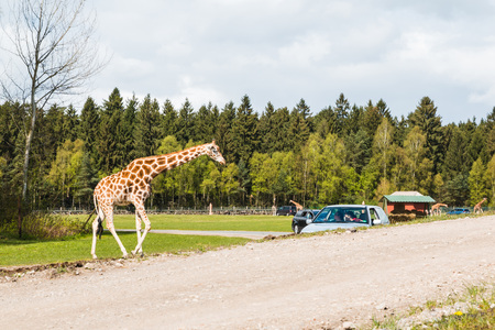 Germany, Hodenhagen - April, 22, 2017: Giraffes in safaripark named Serengeti Park in Hodenhagen in 2017のeditorial素材