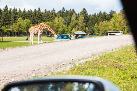 Germany, Hodenhagen - April, 22, 2017: Giraffes in safaripark named Serengeti Park in Hodenhagen in 2017のeditorial素材