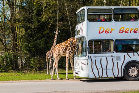 Germany, Hodenhagen - April, 22, 2017: Giraffes in safaripark named Serengeti Park in Hodenhagen in 2017のeditorial素材
