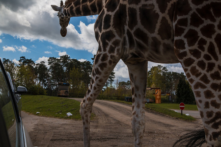 Germany, Hodenhagen - April, 22, 2017: Giraffes in safaripark named Serengeti Park in Hodenhagen in 2017のeditorial素材