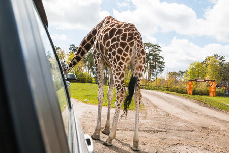 Germany, Hodenhagen - April, 22, 2017: Giraffes in safaripark named Serengeti Park in Hodenhagen in 2017のeditorial素材