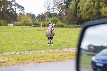 Goat in zoo safari park in a summer dayの写真素材