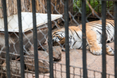 Tiger in a cage at the zoo in a summer dayの写真素材