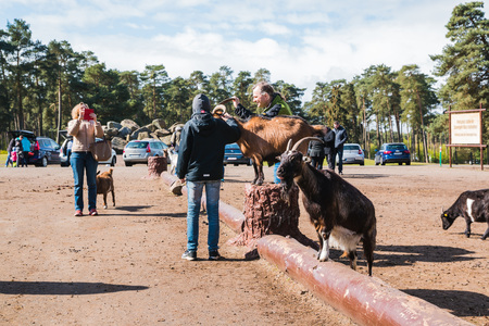 Germany, Hodenhagen - April, 22, 2017: Goats in zoo safari park named Serengeti Park in Hodenhagen in 2017のeditorial素材