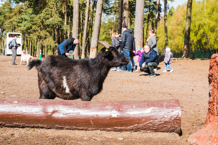 Germany, Hodenhagen - April, 22, 2017: Goats in zoo safari park named Serengeti Park in Hodenhagen in 2017のeditorial素材