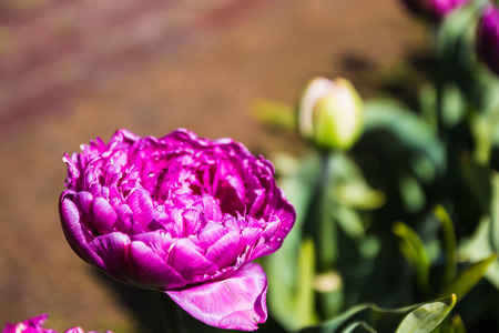 Nice flower in the park in nice sunny dayの写真素材