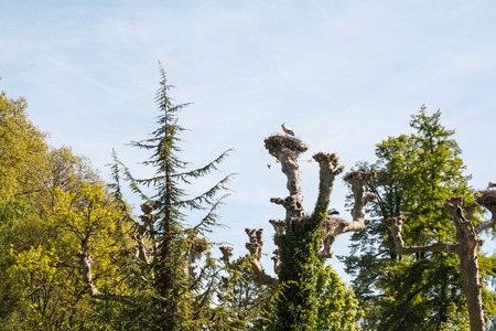 Large stork's nest and the blue sky backgroundの写真素材