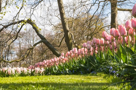 Nice colored flowers in the park in a good dayの写真素材