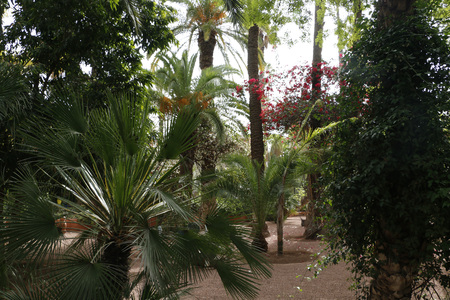 Coconut palm trees in a beautiful dayの写真素材