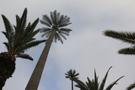 Coconut palm trees in a beautiful dayの写真素材
