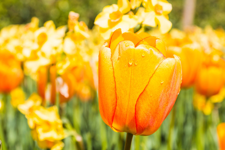 Nice flower in the park in nice sunny dayの写真素材