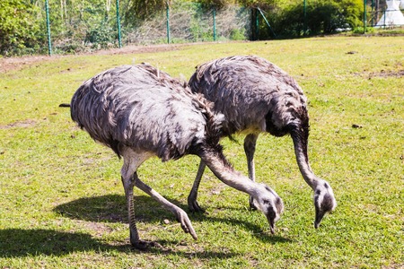 Ostrich at the zoo in a summer dayの写真素材