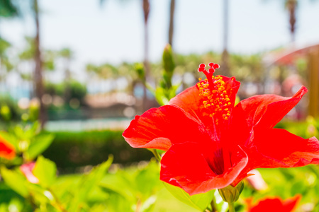 Nice colored flowers in the park in a good dayの写真素材