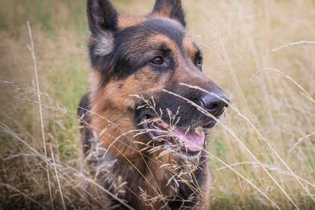 German shepherd dog in sunny autumn