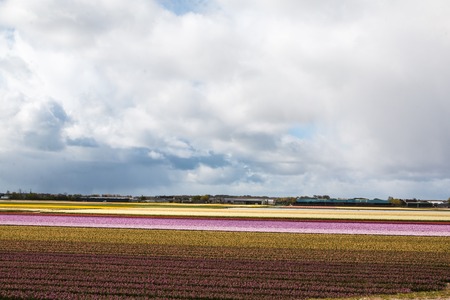 Field of tulips in the Netherlands in the springの写真素材
