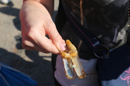Oysters in the human hands in the summer