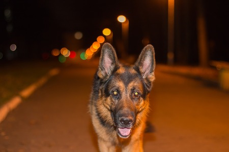 Dog german shepherd on the street in nightの写真素材