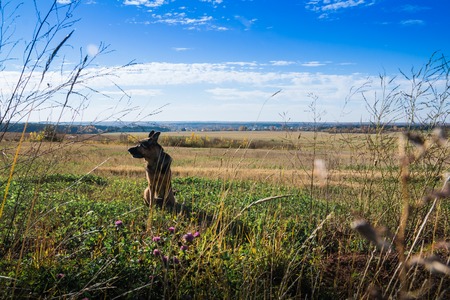 Yellow field and blue sky with loudsの写真素材