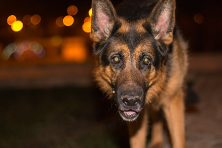 Dog german shepherd on the street in night city full of lightの写真素材