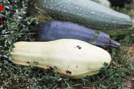 Fresh big zucchini squash from garden are on the ground. White and green colourの写真素材