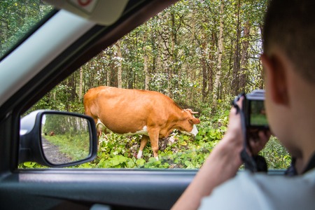 Boy with the camera in the car and green trees outside the windowの写真素材