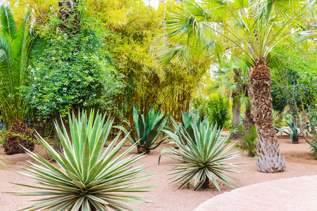 Cactus plants outdoors in a summer day in Moroccoの写真素材