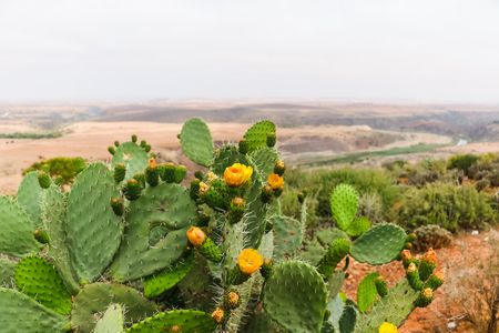 Cactus plants outdoors in a summer day in Moroccoの写真素材